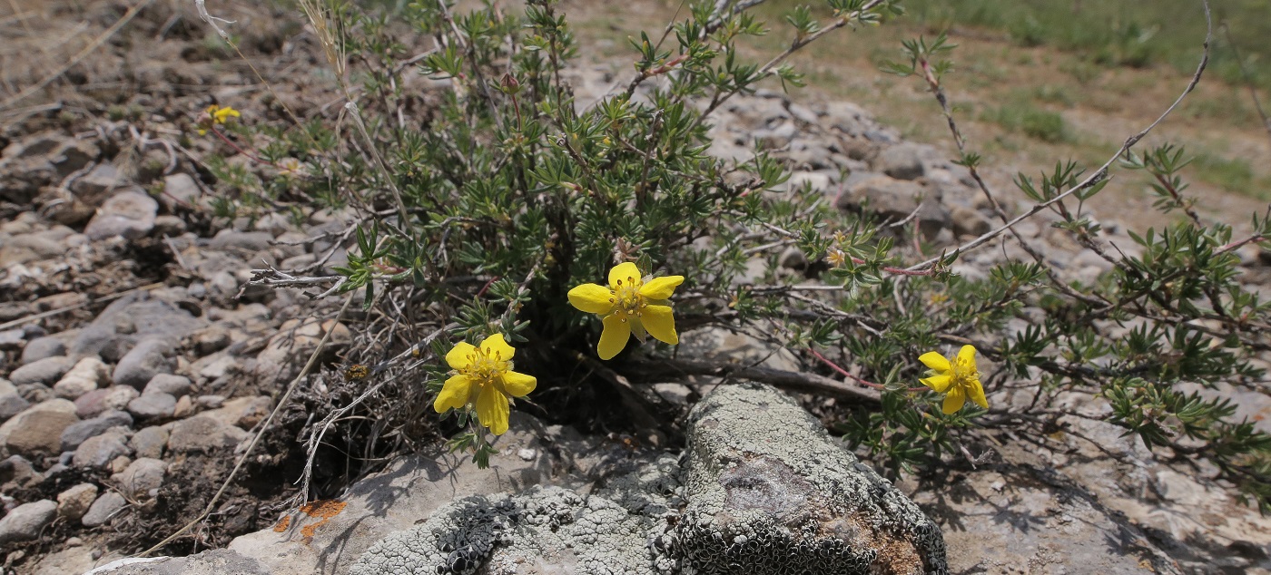 Изображение особи Dasiphora parvifolia.