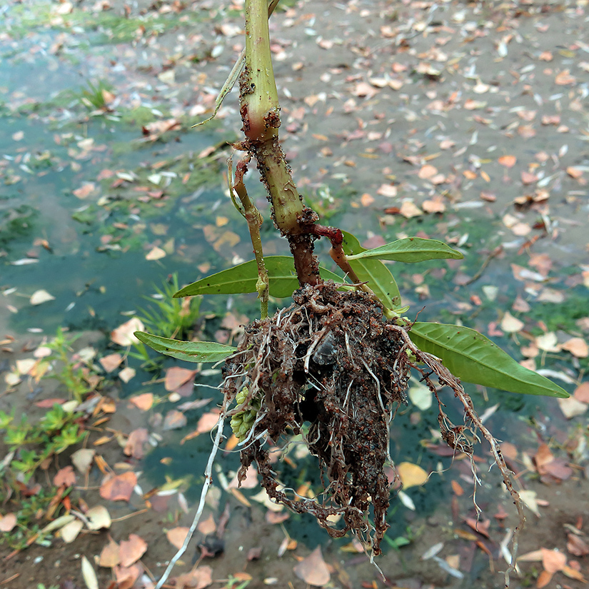 Image of Persicaria lapathifolia specimen.