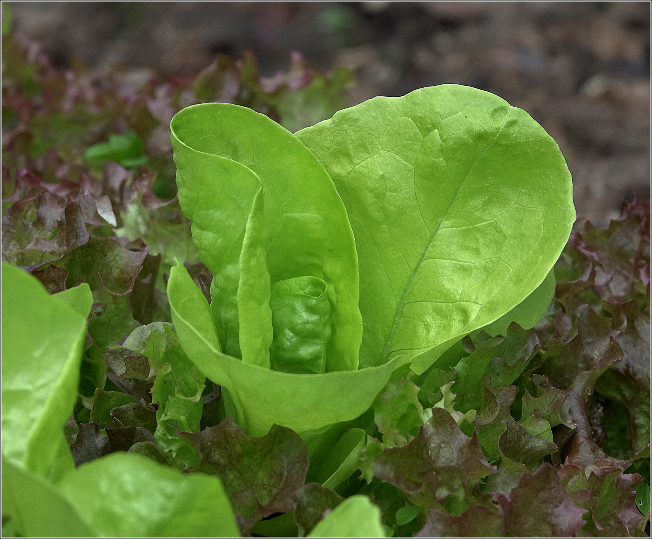 Изображение особи Lactuca sativa.