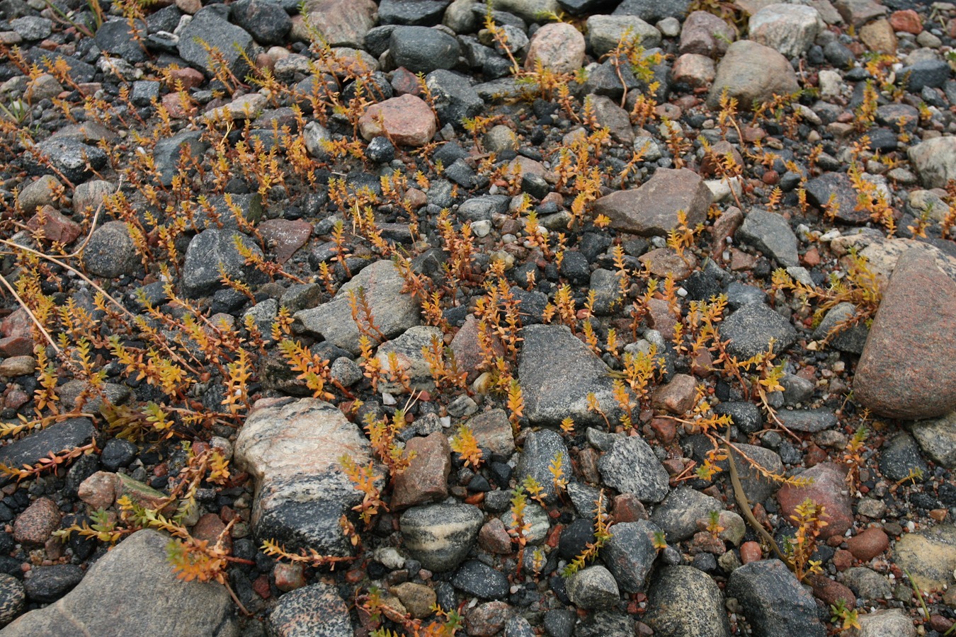 Image of Honckenya peploides ssp. diffusa specimen.