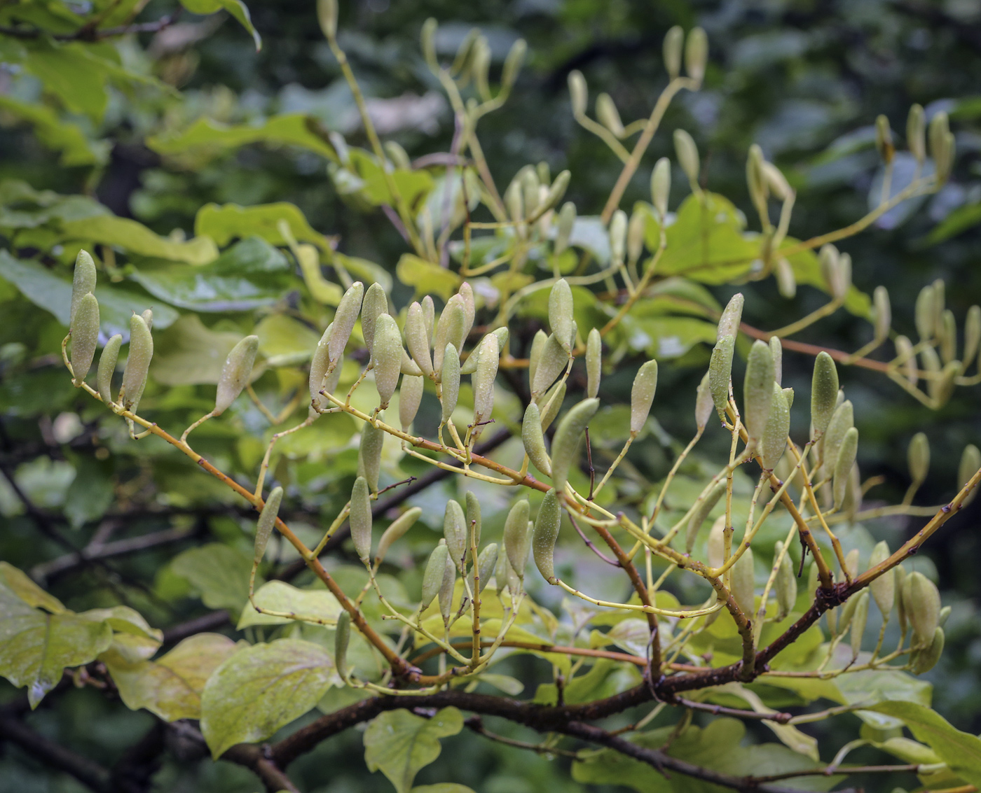 Image of Syringa amurensis specimen.