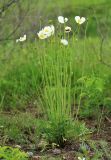 Papaver amurense. Цветущее растение с пасущимся нарывником (Hycleus solonicus). Приморский край, Октябрьский р-н, окр. с. Чернятино, долина р. Раздольная на левом берегу, песчаный берег реки. 25.05.2022.