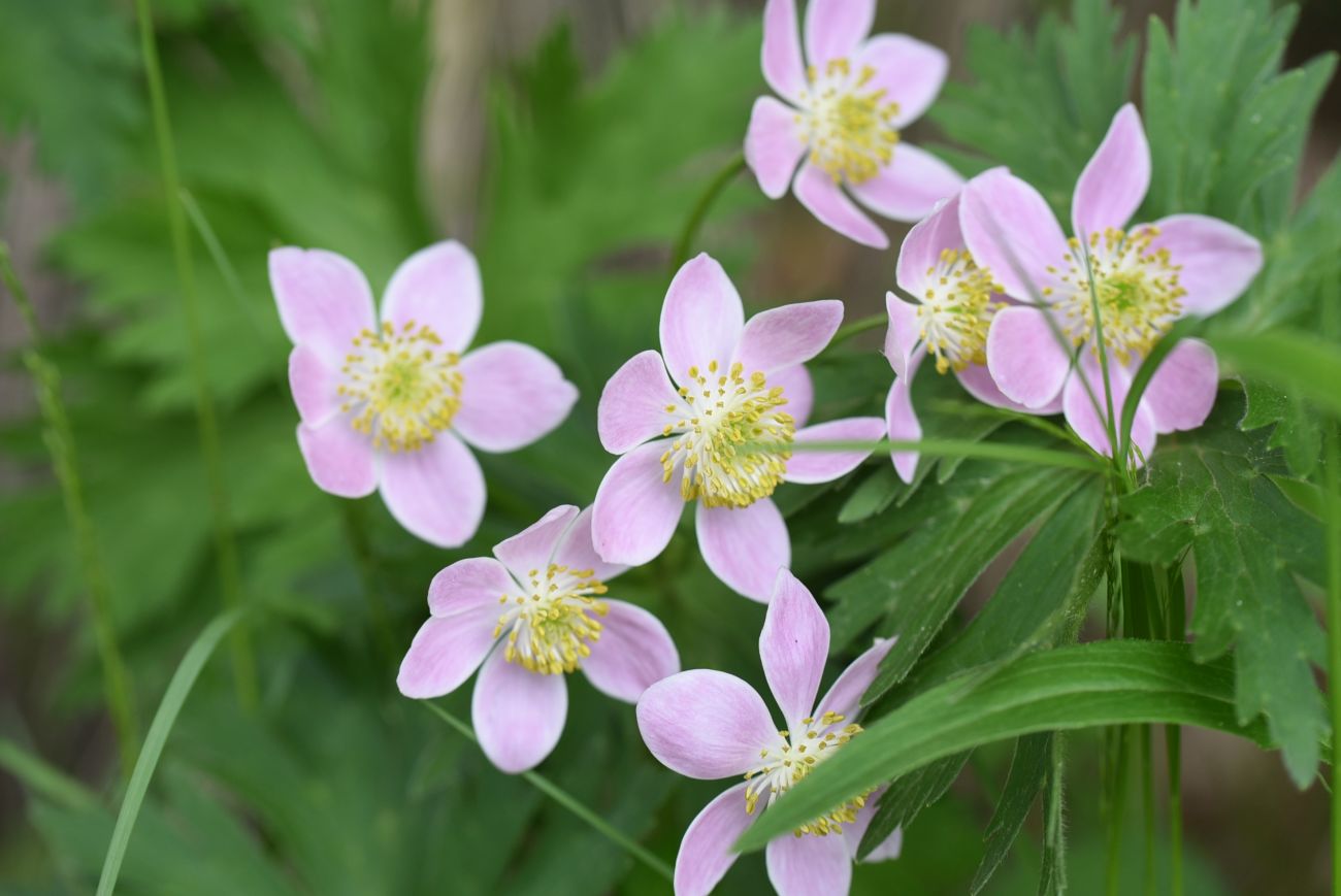 Изображение особи Anemonastrum fasciculatum.