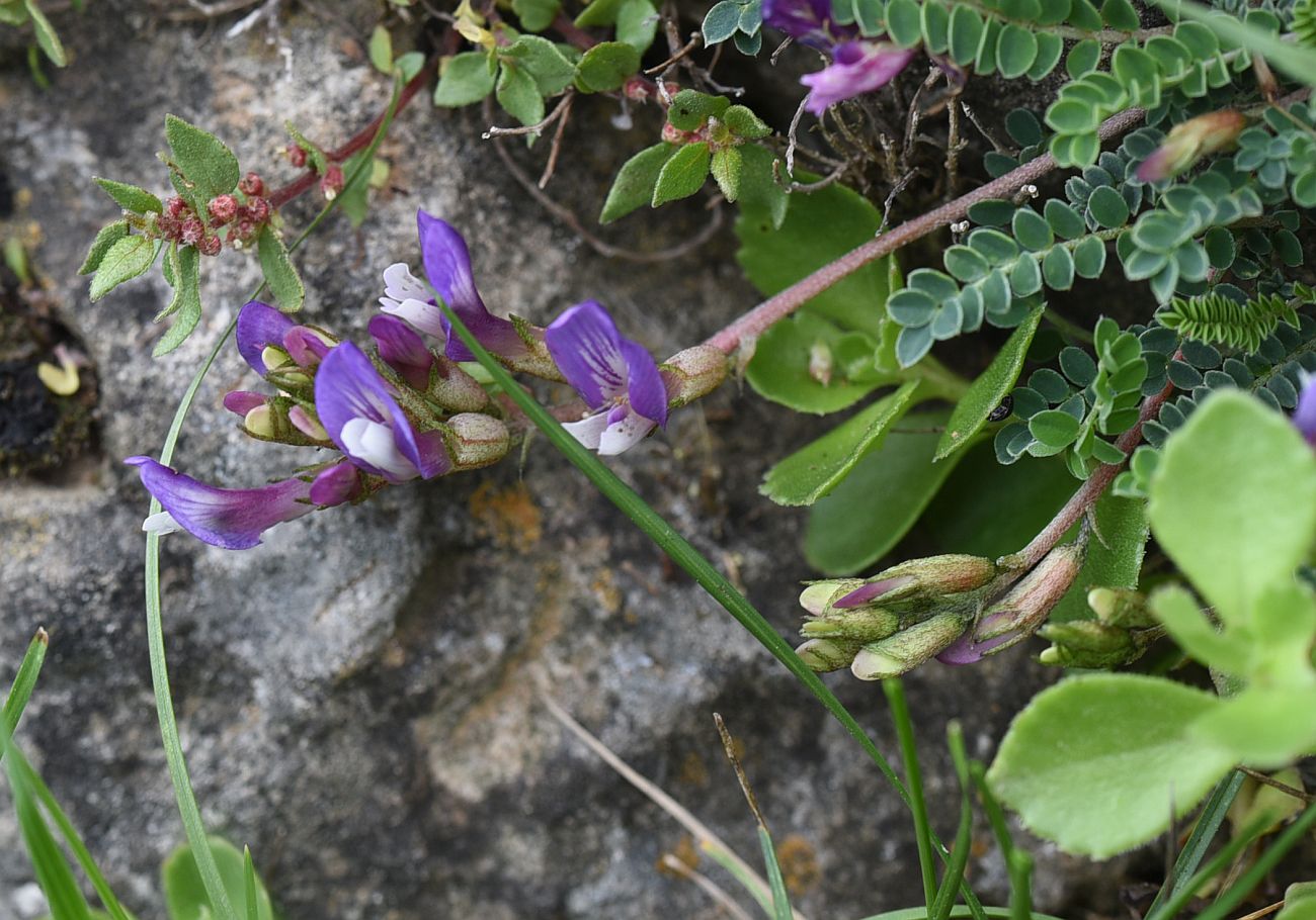 Изображение особи семейство Fabaceae.