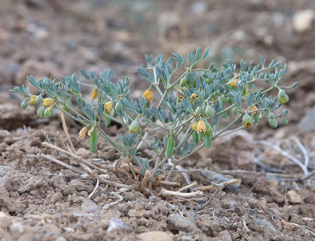 Image of Zygophyllum pinnatum specimen.