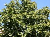 Aesculus hippocastanum. Крона плодоносящего дерева. Краснодар, 9 сентября 2007 г.