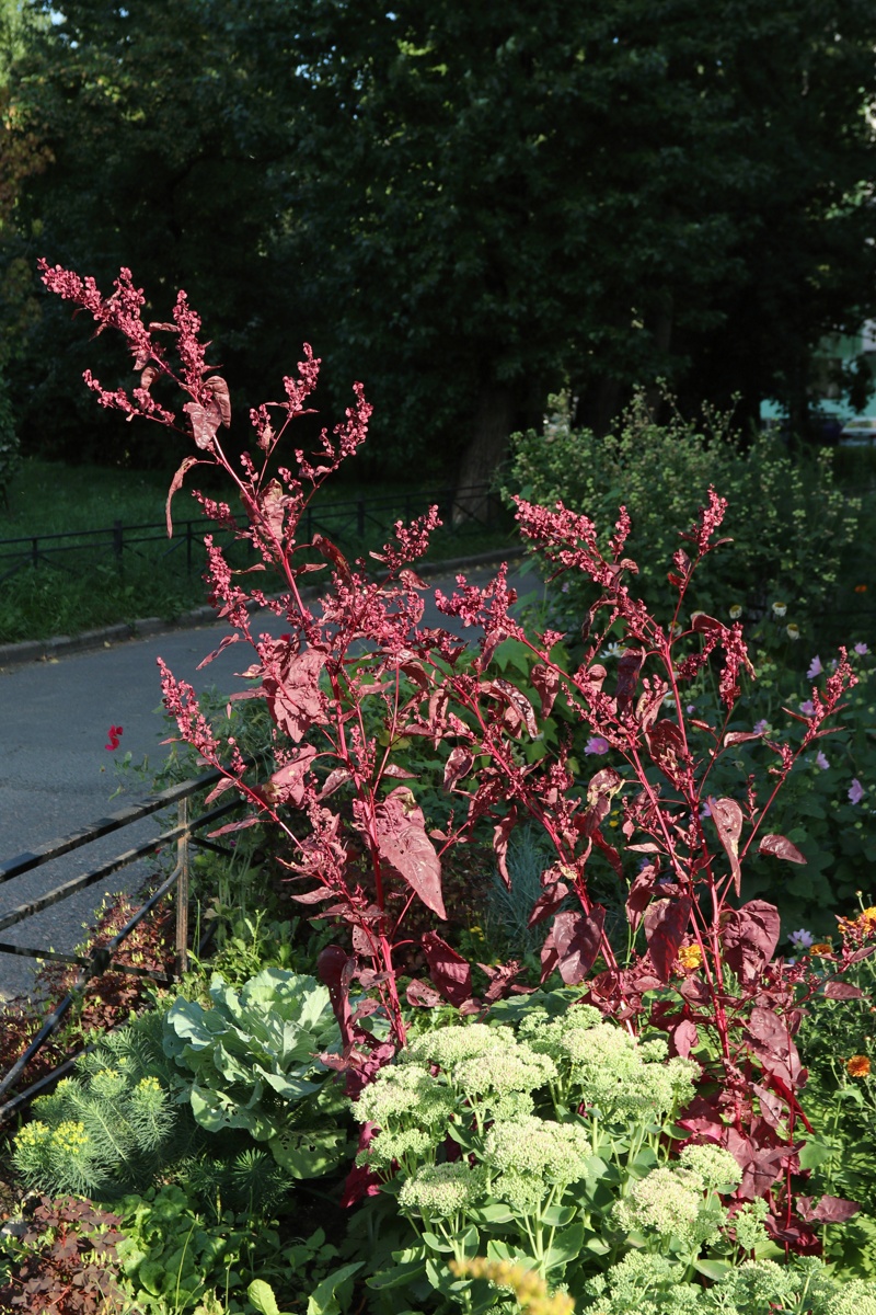 Изображение особи Atriplex hortensis.