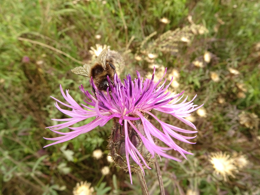 Image of Centaurea scabiosa specimen.