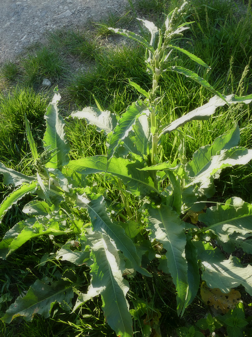 Image of genus Rumex specimen.