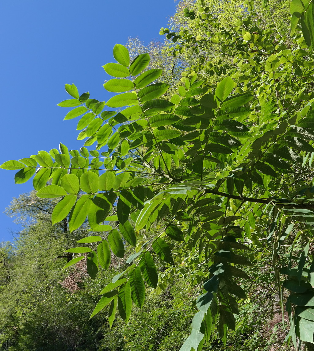 Image of Juglans cinerea specimen.