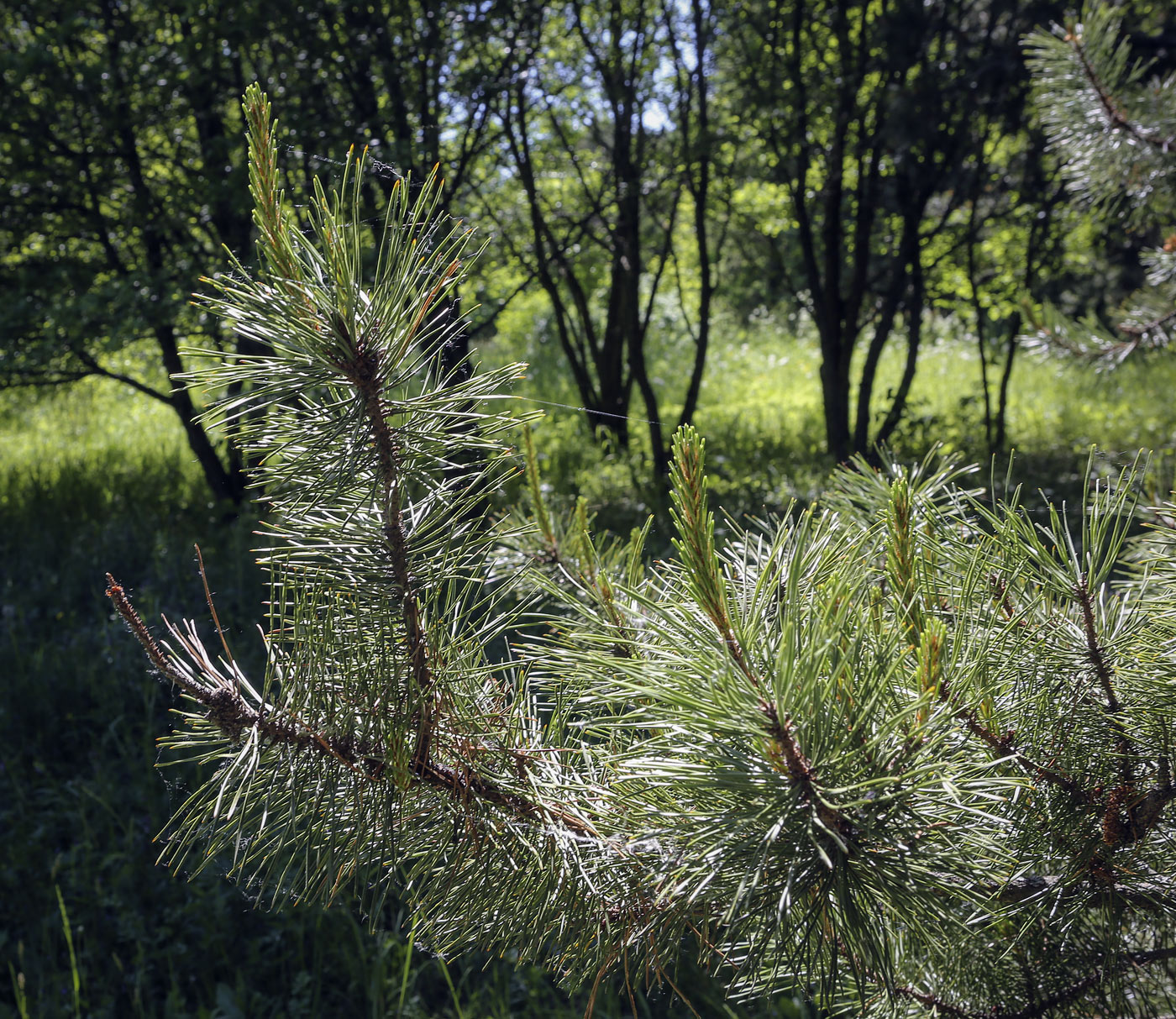 Изображение особи Pinus contorta.