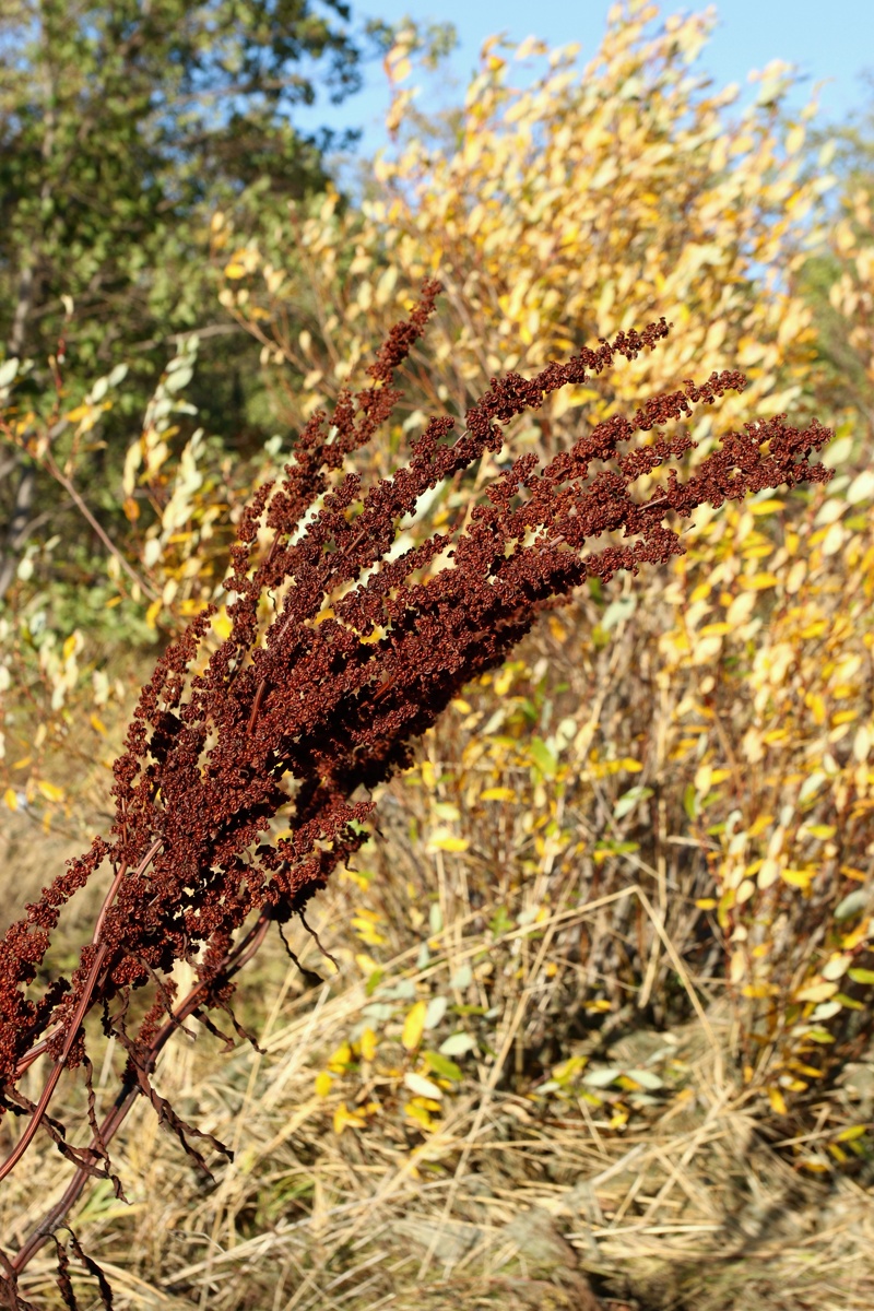 Image of Rumex crispus specimen.