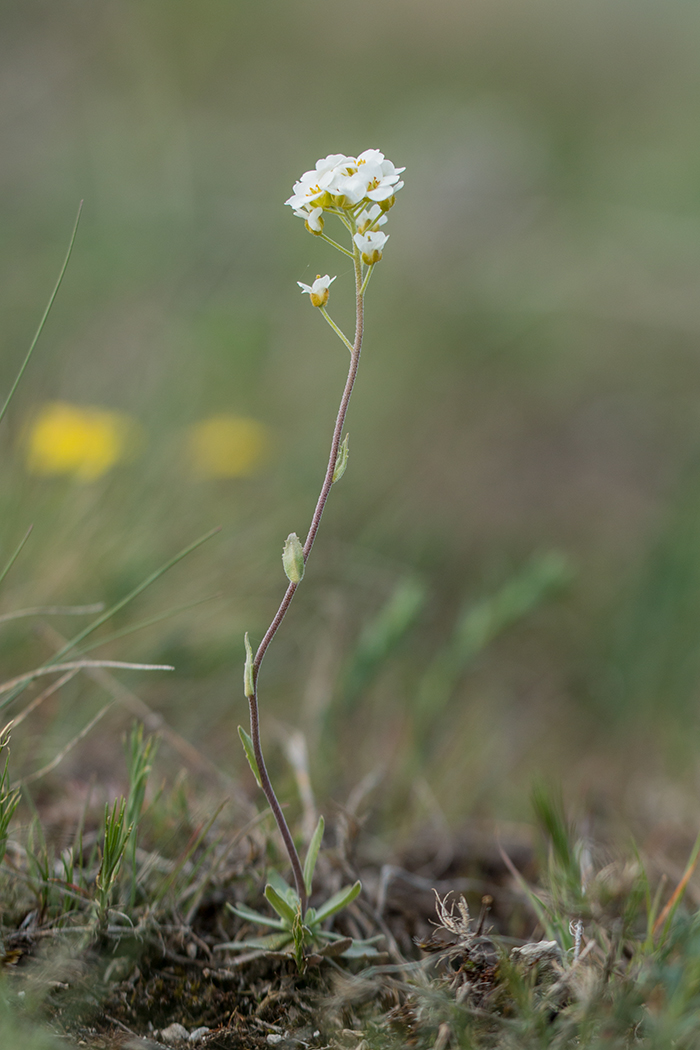 Изображение особи Schivereckia podolica.