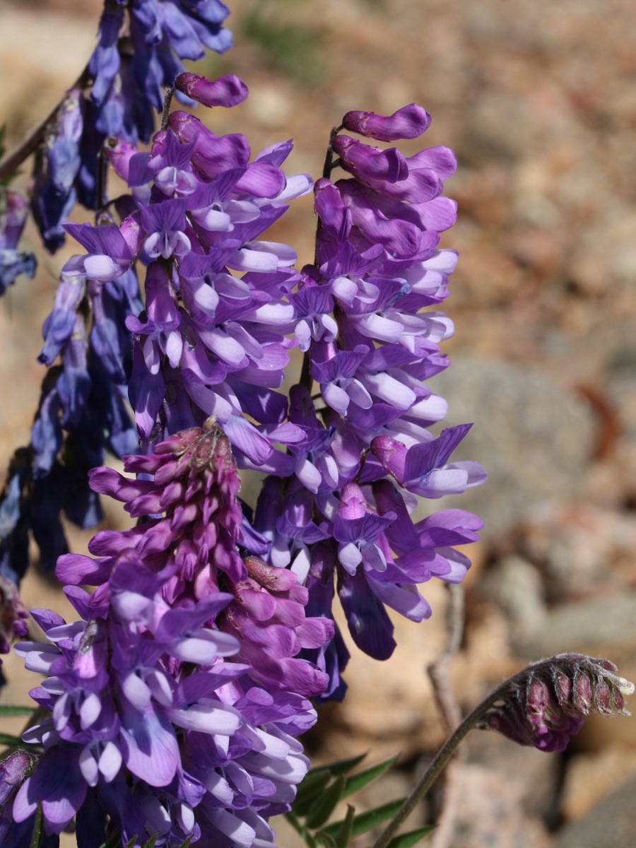 Image of Vicia cracca specimen.