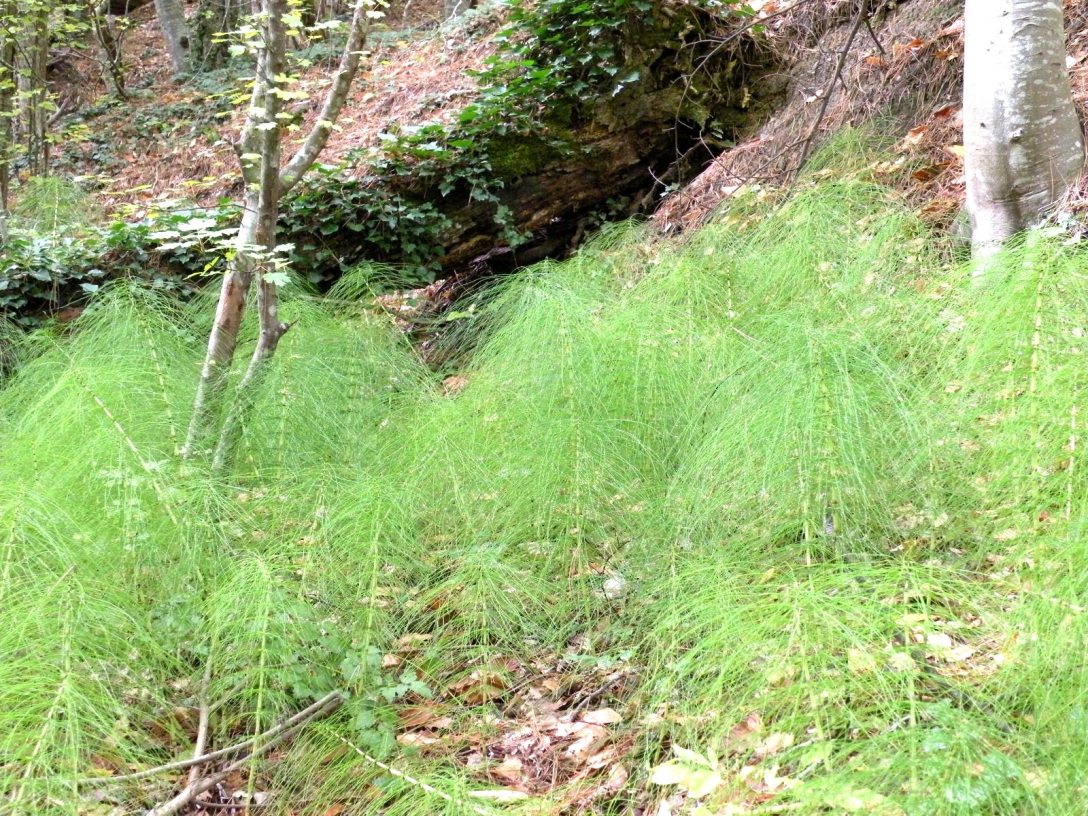 Image of Equisetum telmateia specimen.