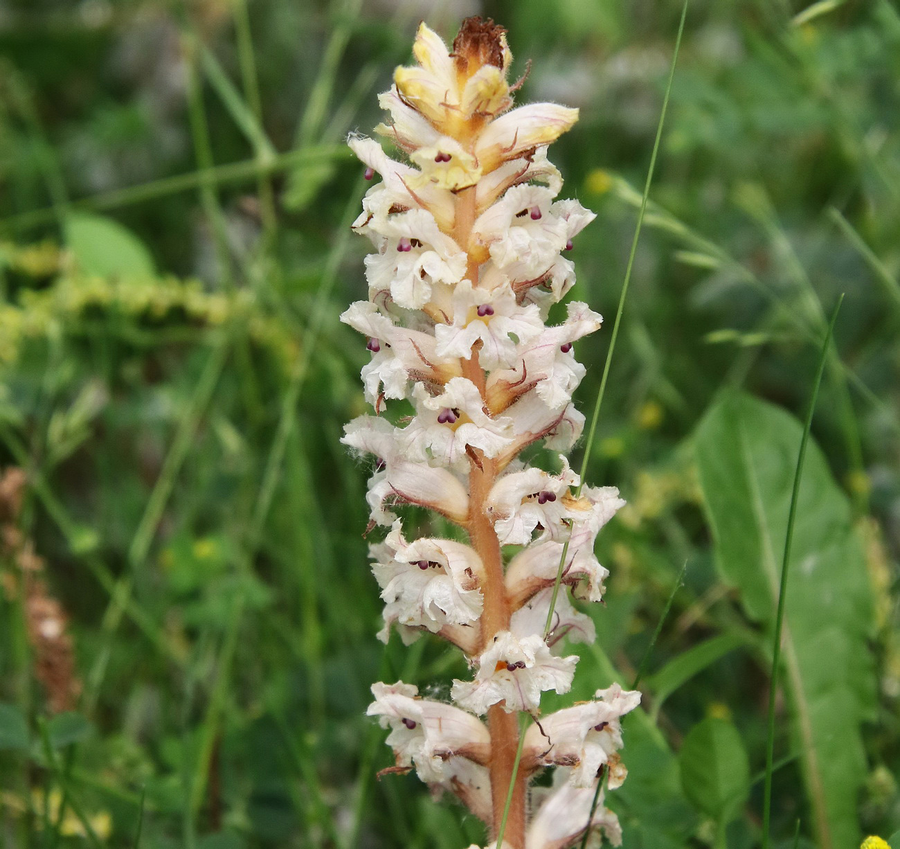 Изображение особи Orobanche crenata.