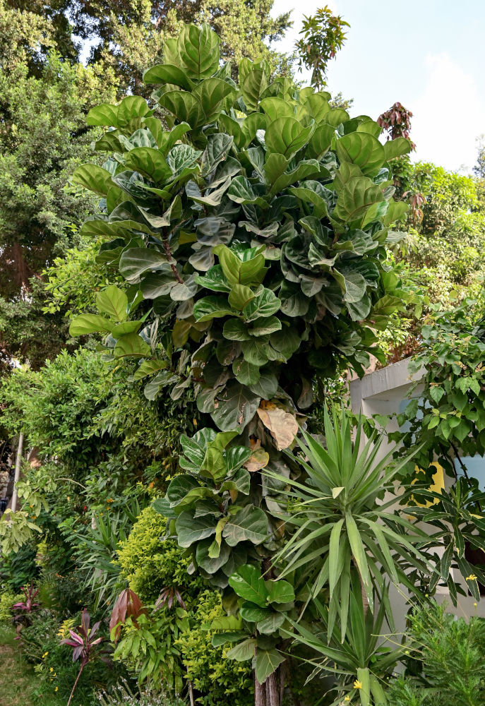 Image of Ficus lyrata specimen.