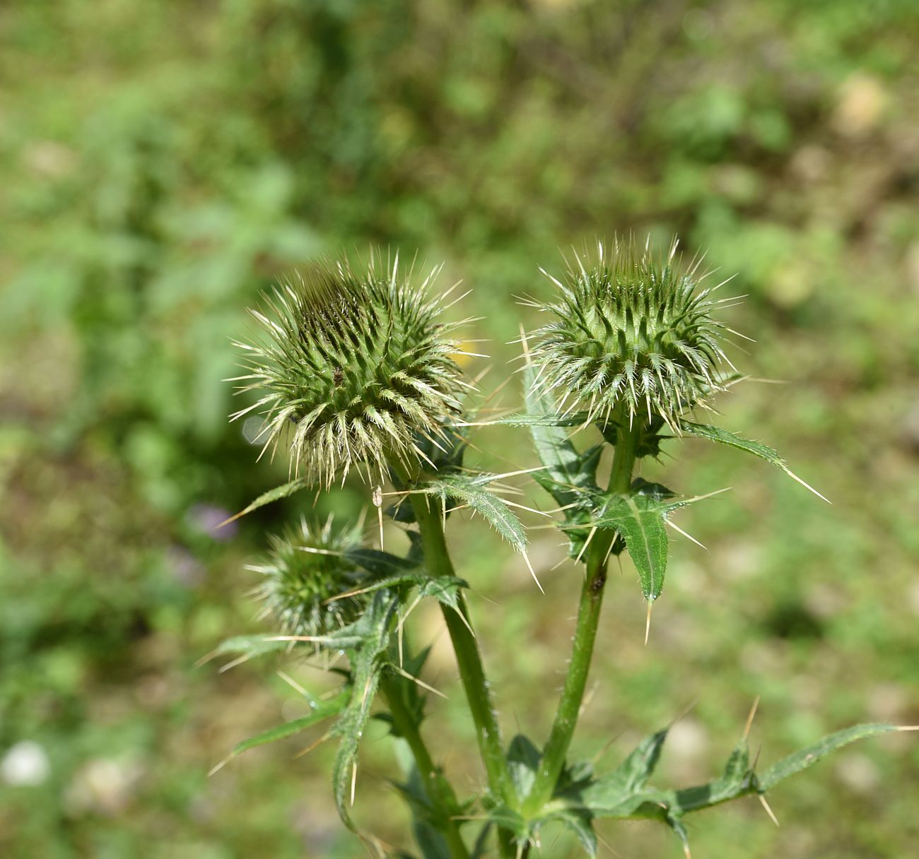 Изображение особи Cirsium ciliatum.