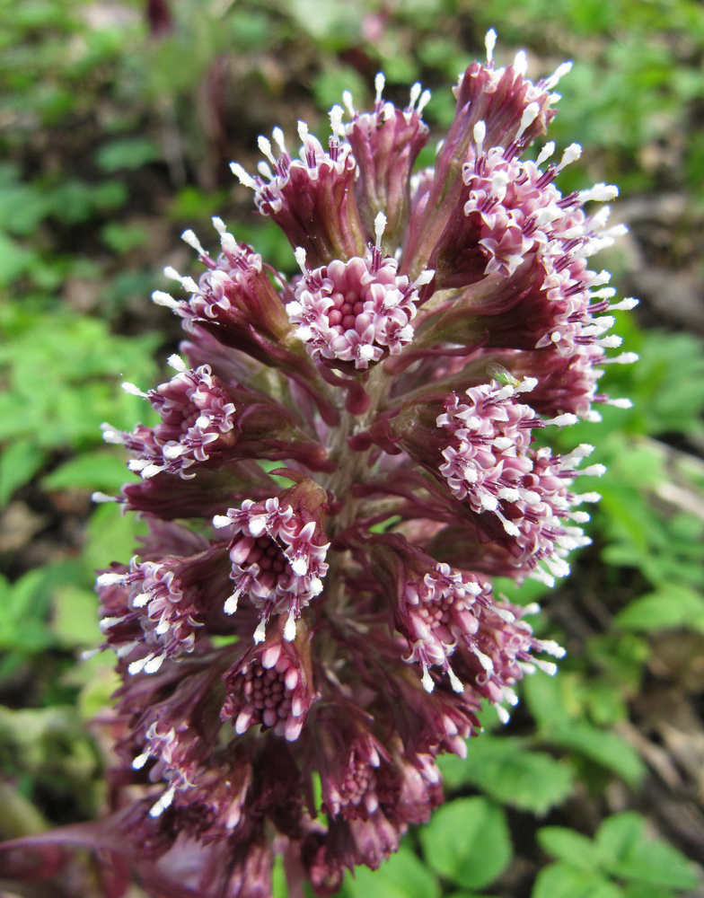 Image of Petasites hybridus specimen.