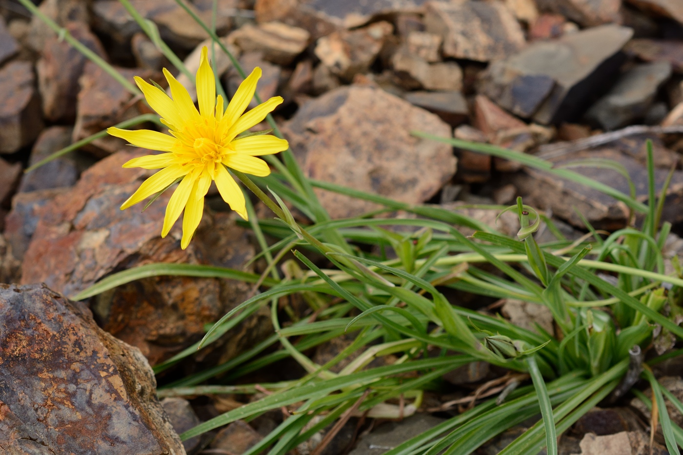 Image of genus Tragopogon specimen.