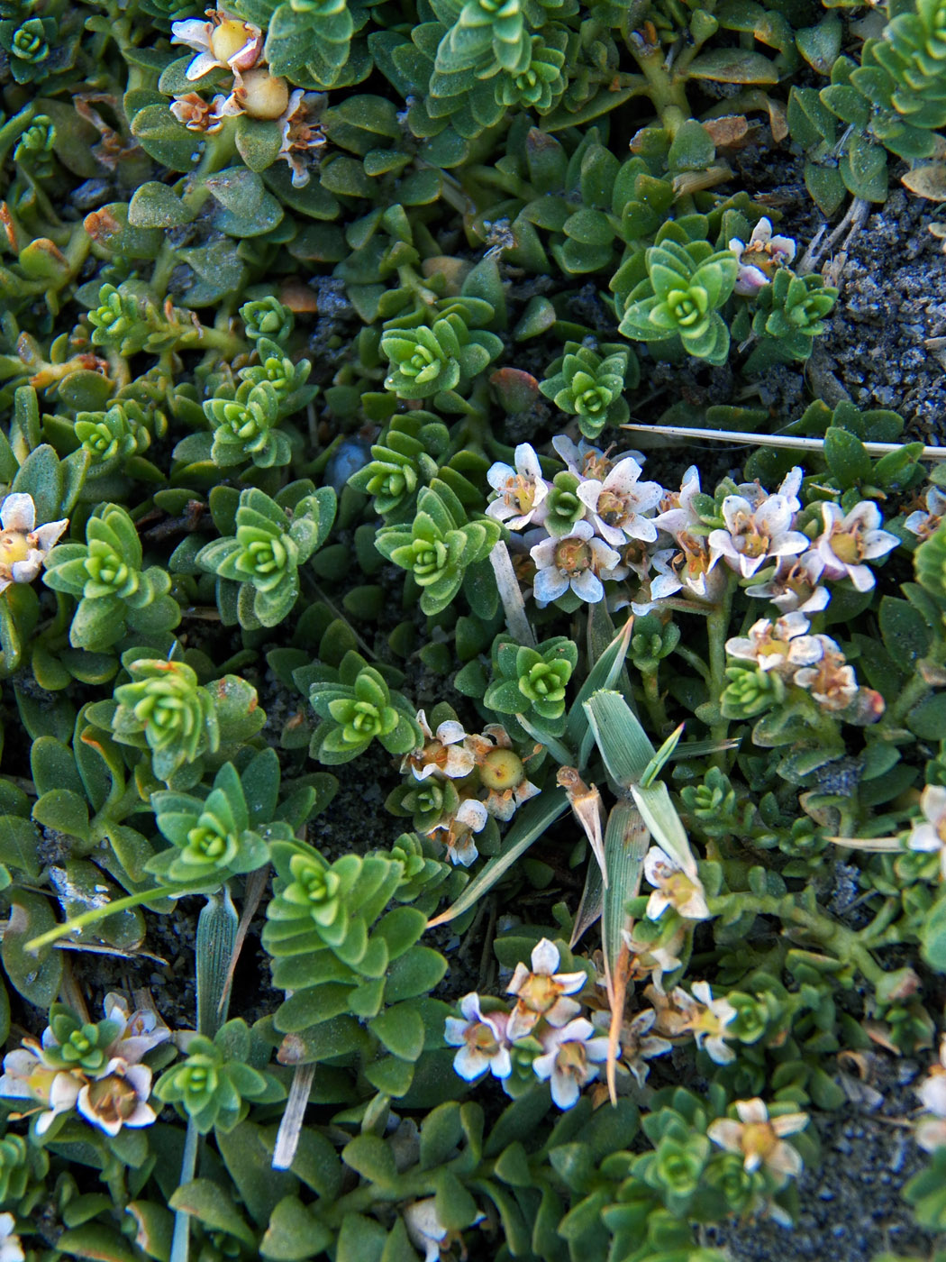 Image of Glaux maritima specimen.