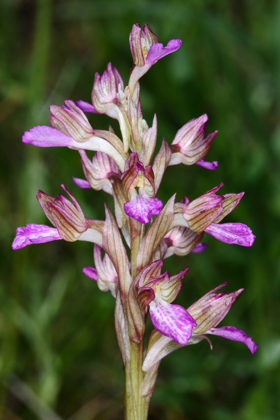 Изображение особи Anacamptis papilionacea ssp. schirwanica.