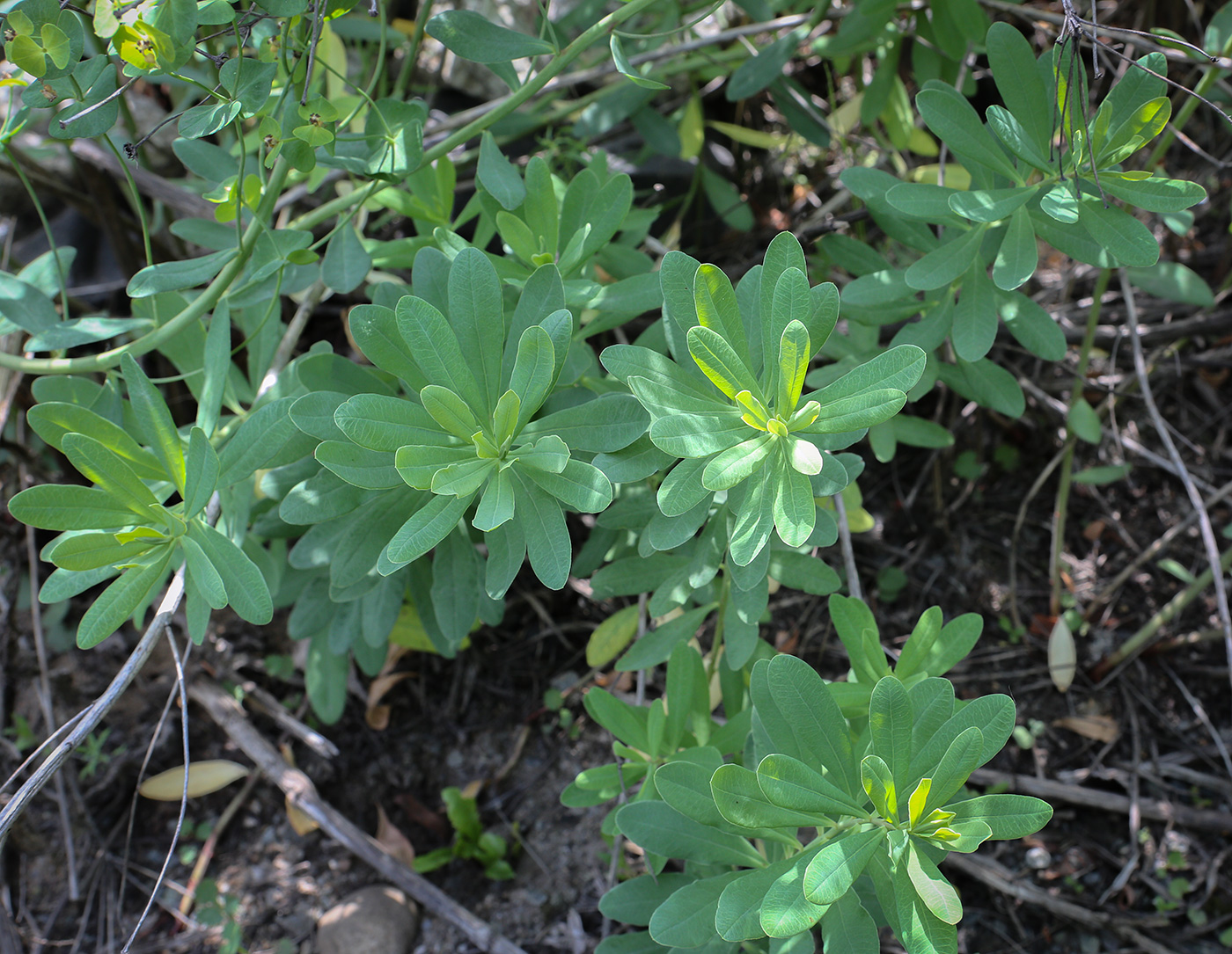 Image of Euphorbia korshinskyi specimen.