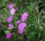 Dianthus versicolor. Цветки. Пермский край, Кунгурский р-н, окр. дер. Дейково, окр. ур. Греховская гора, сосновый бор. 25.06.2023.