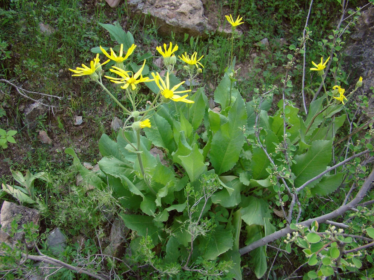 Image of Senecio franchetii specimen.