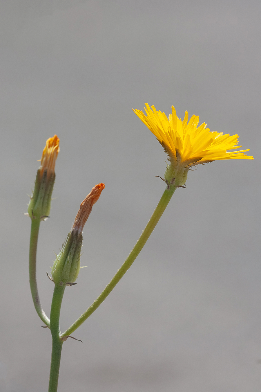 Изображение особи Crepis aculeata.