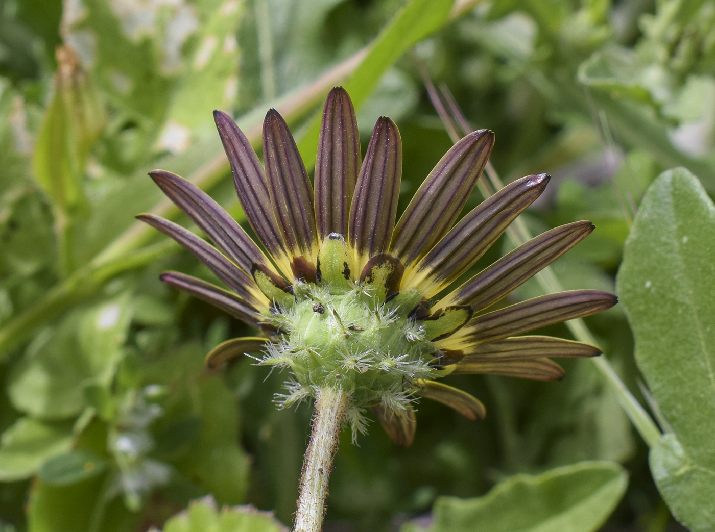 Image of Arctotheca calendula specimen.