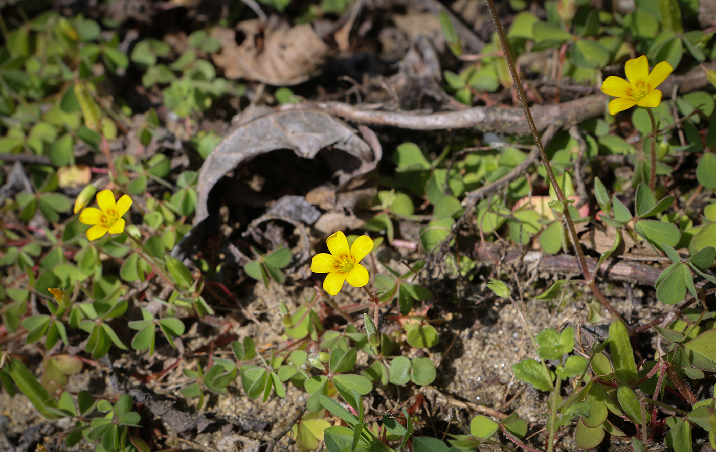 Image of Oxalis corniculata specimen.