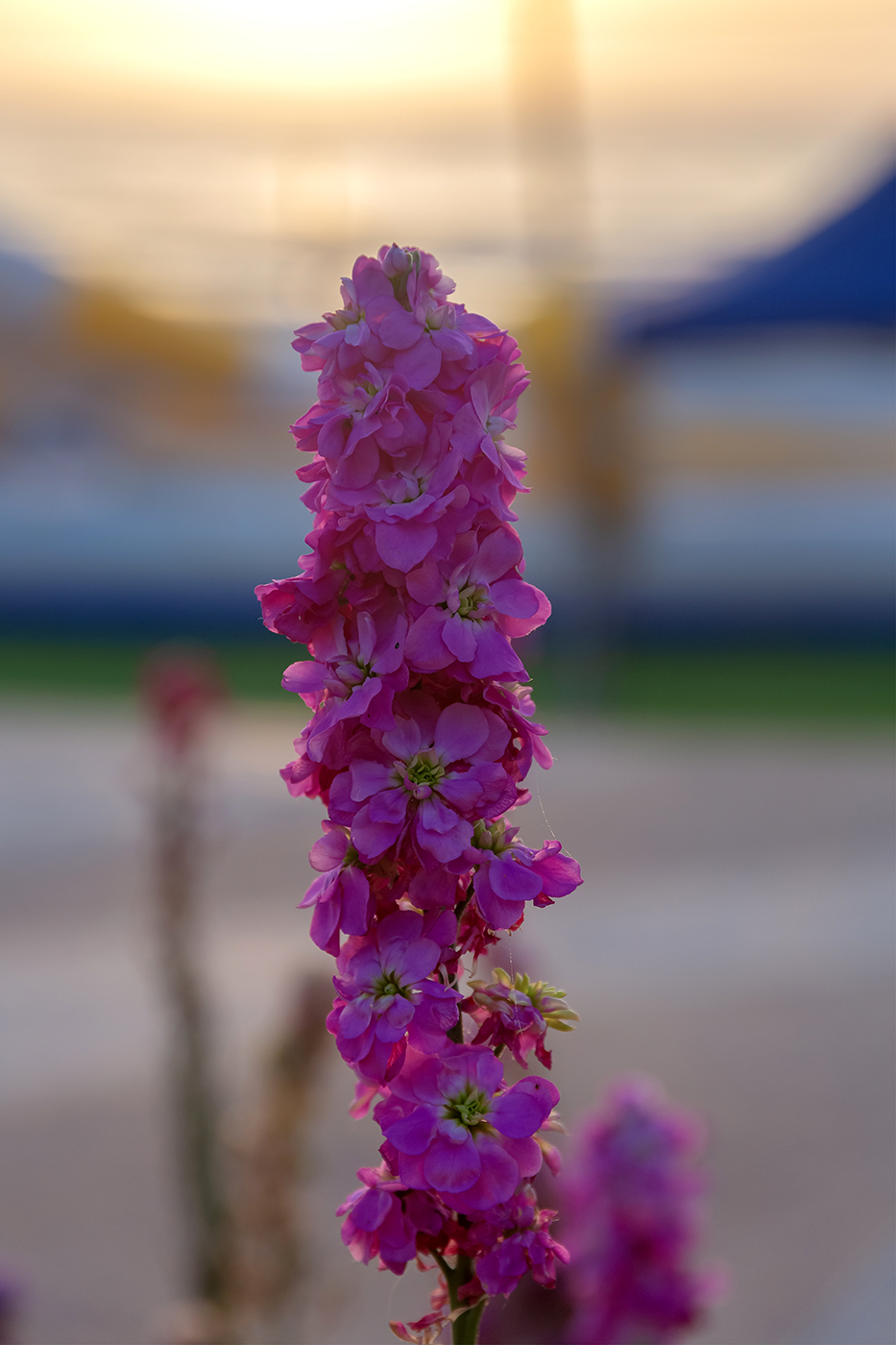 Image of Matthiola incana specimen.