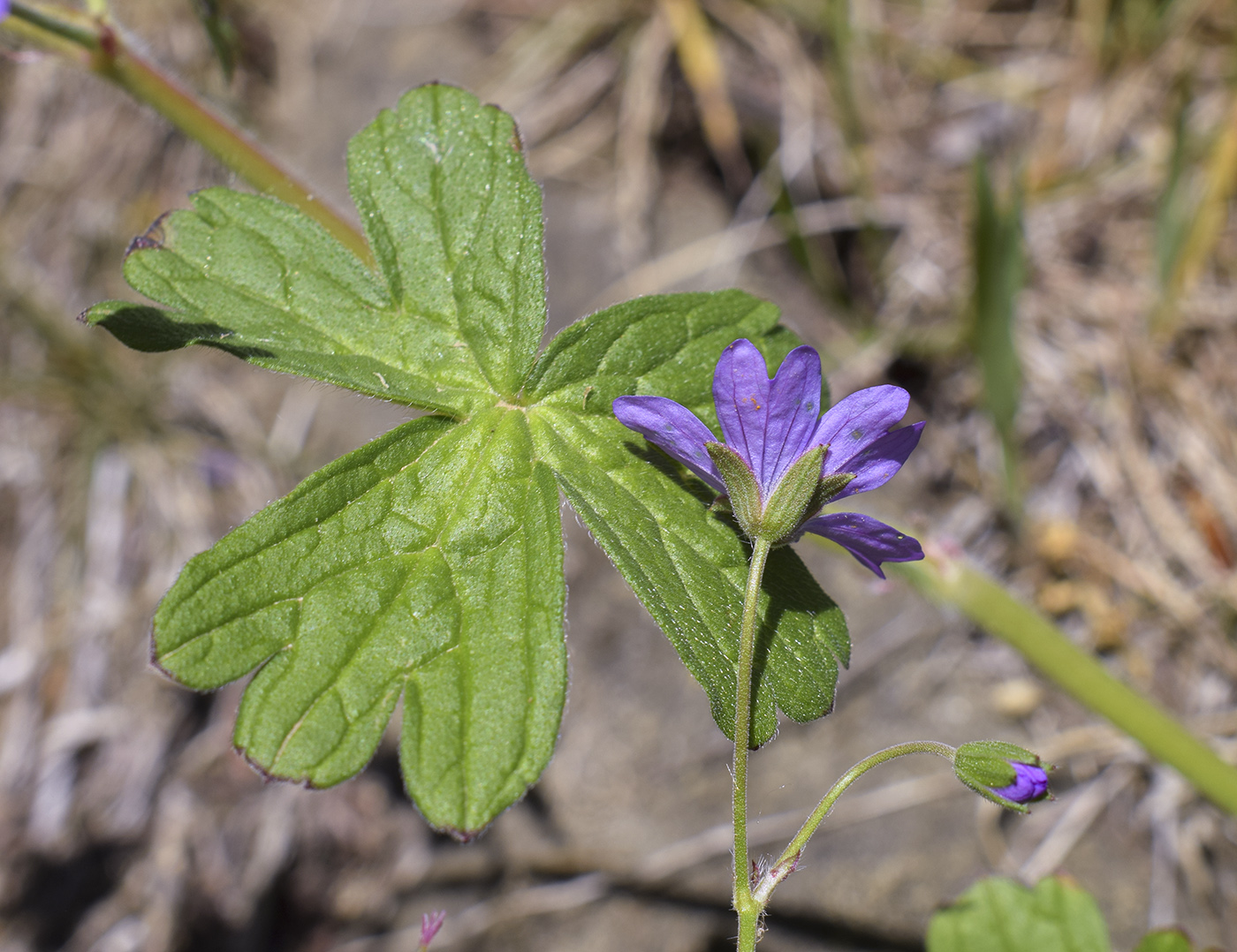 Изображение особи Geranium molle.