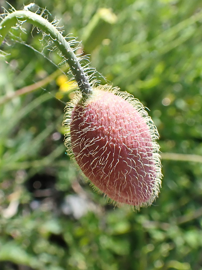 Image of Papaver amurense specimen.