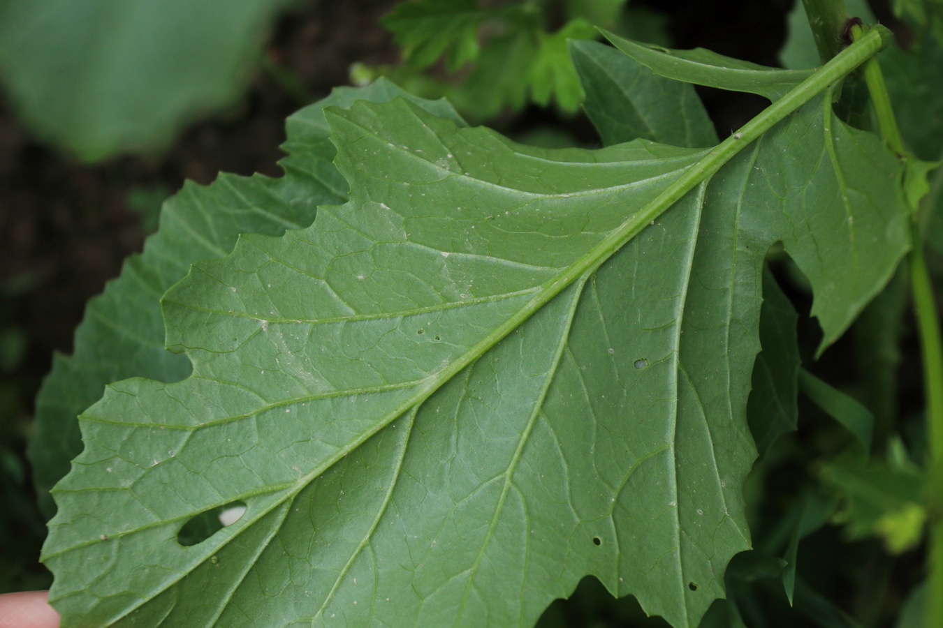 Image of Brassica juncea specimen.