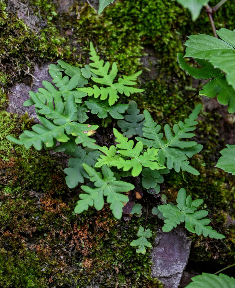 Image of Aleuritopteris argentea specimen.