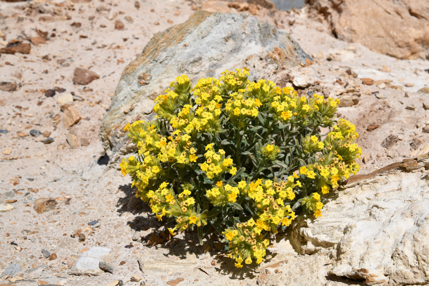 Изображение особи Arnebia tibetana.