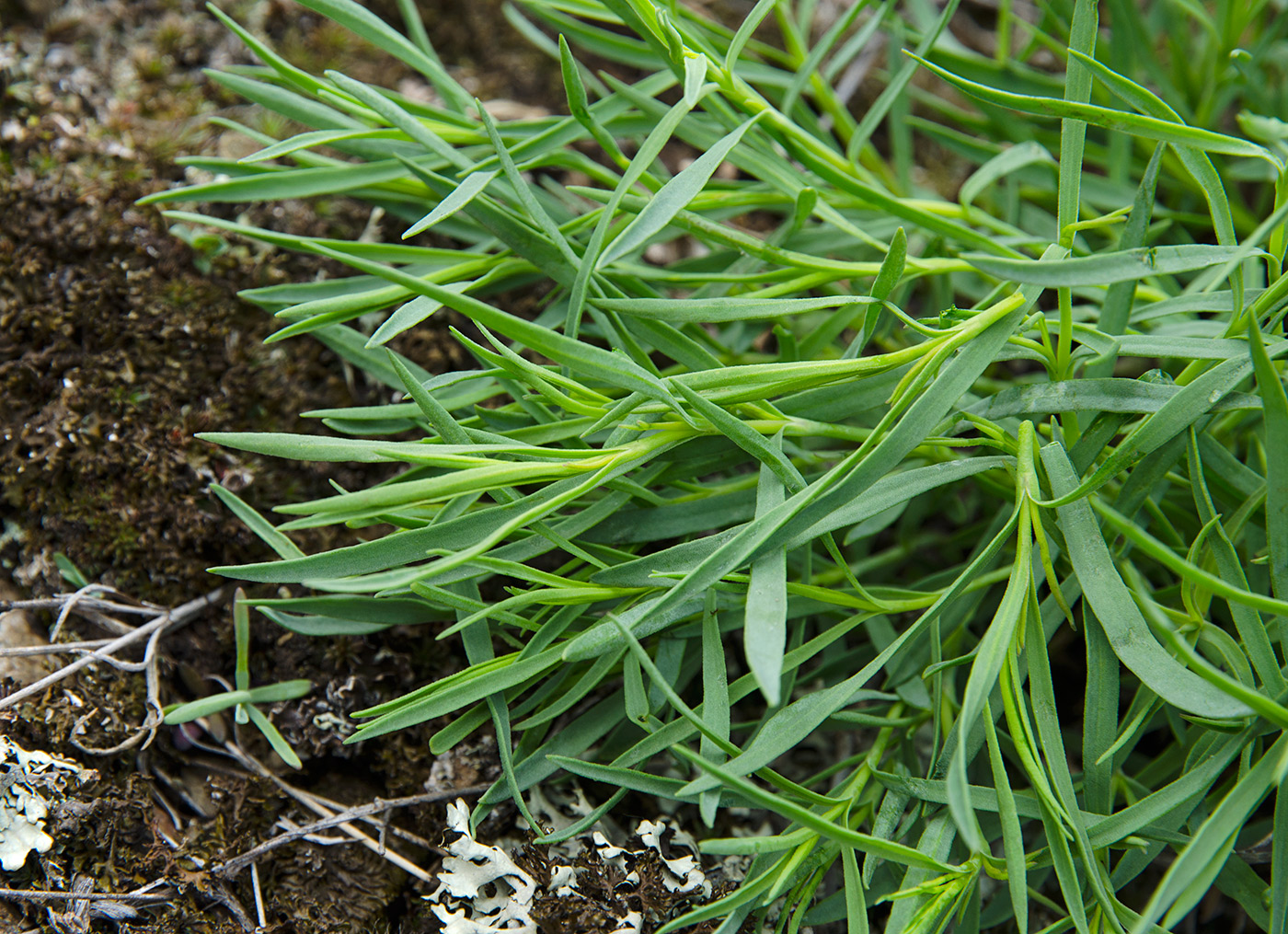 Image of familia Caryophyllaceae specimen.