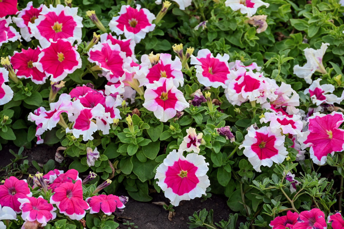 Image of Petunia &times; hybrida specimen.