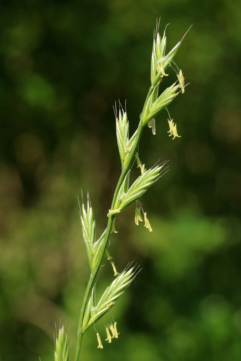 Изображение особи Lolium multiflorum.