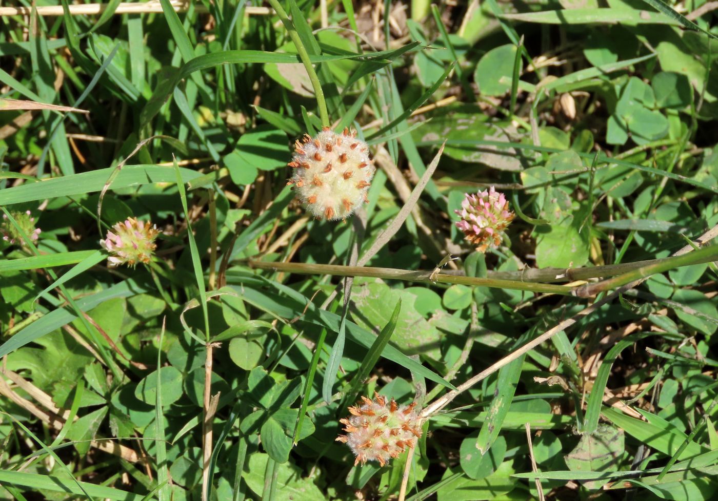 Image of Trifolium fragiferum specimen.