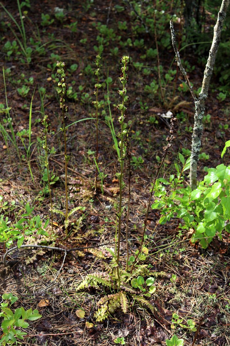 Изображение особи Pedicularis sceptrum-carolinum.