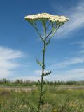 Achillea nobilis. Верхушка цветущего растения. Казахстан, Восточно-Казахстанская обл., Уланский р-н, Калбинское нагорье, массив Айыртау, разнотравное луговое сообщество у обочины автодороги. 29 июня 2024 г.