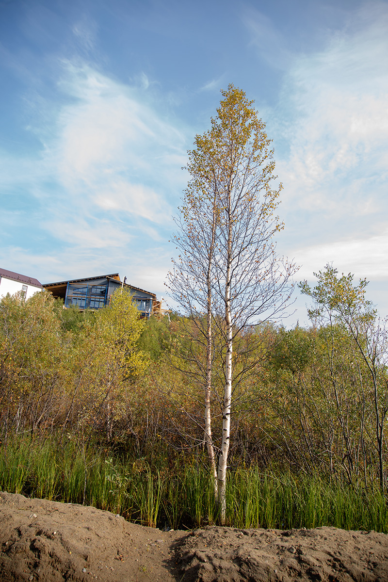 Image of genus Betula specimen.