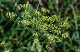 Heracleum sibiricum