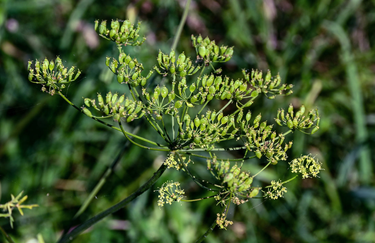 Изображение особи Heracleum sibiricum.