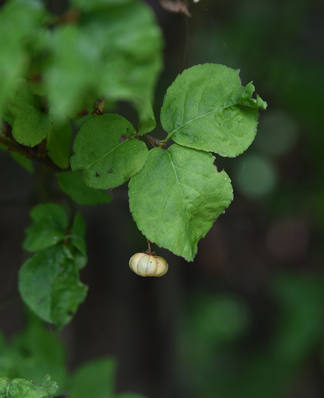 Изображение особи Euonymus verrucosus.