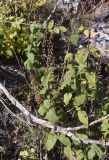 Teucrium scorodonia