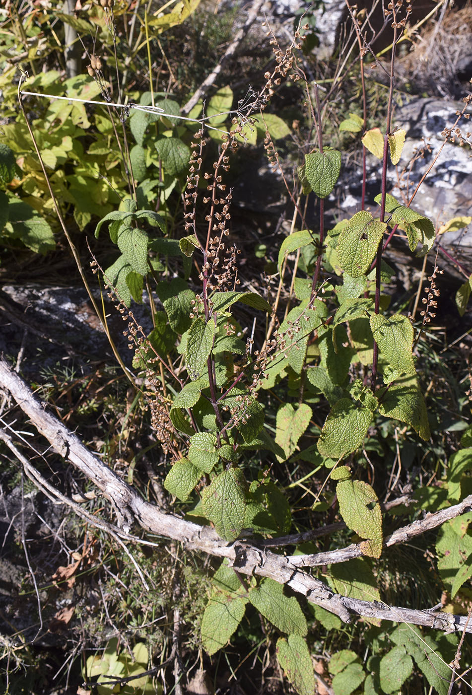 Изображение особи Teucrium scorodonia.